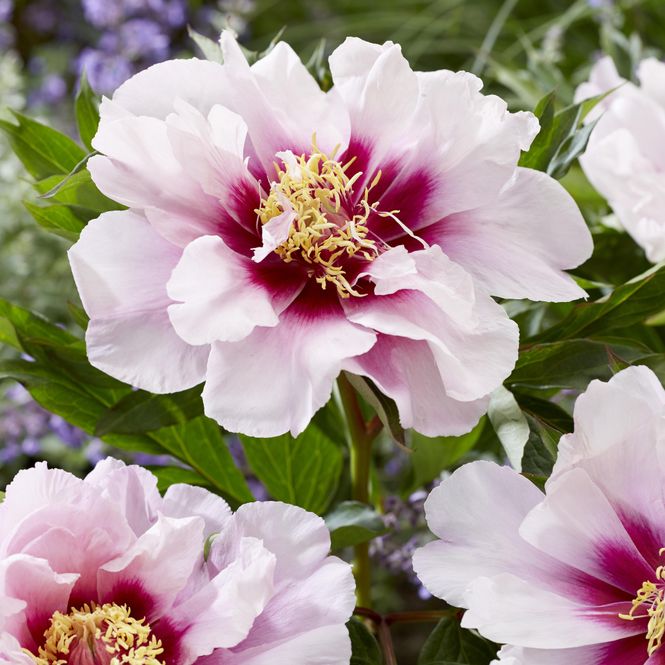 Hovedbilde Paeonia Itoh-hybrid Cora Louise - Edelpeon 1 rot.