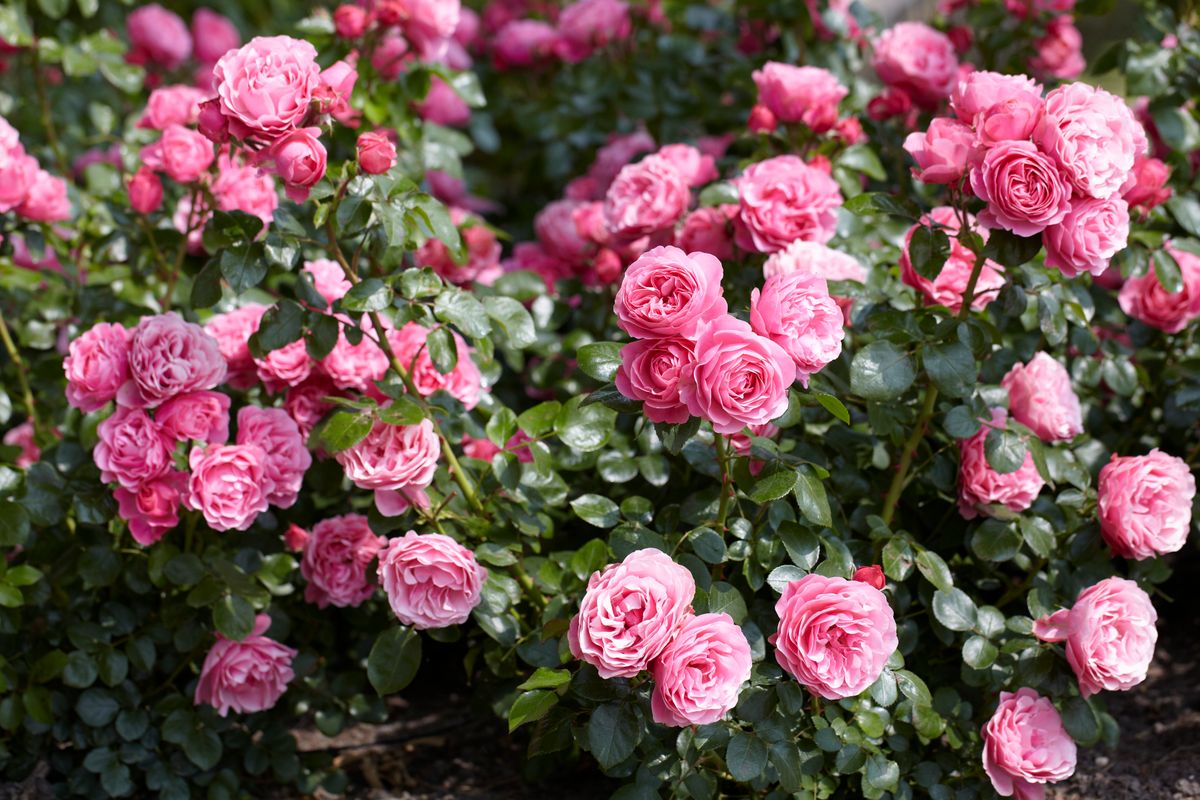 Rose Leonardo da Vinci. Klaserose / buskrose