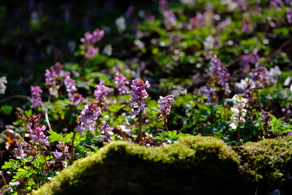Hovedbilde Corydalis Solida. Lerkespore - Frø -