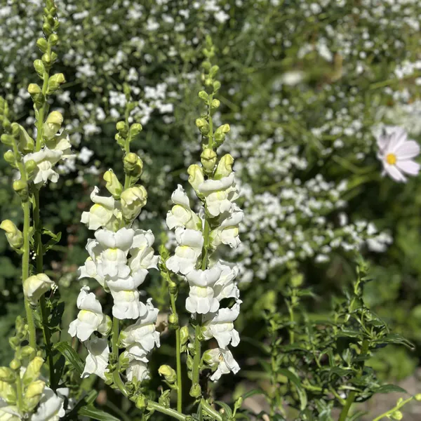 Hovedbilde Antirrhinum Floral Showers White F1 - Frø -  ...