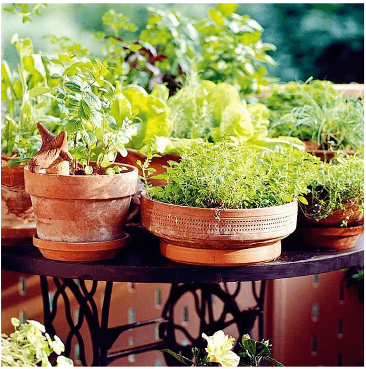 Krydderblanding -Frø-