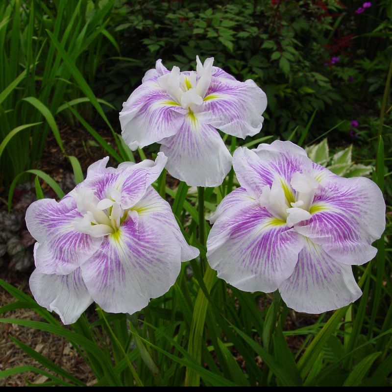 Iris ensata Kogesho. Japaniris  1 rot