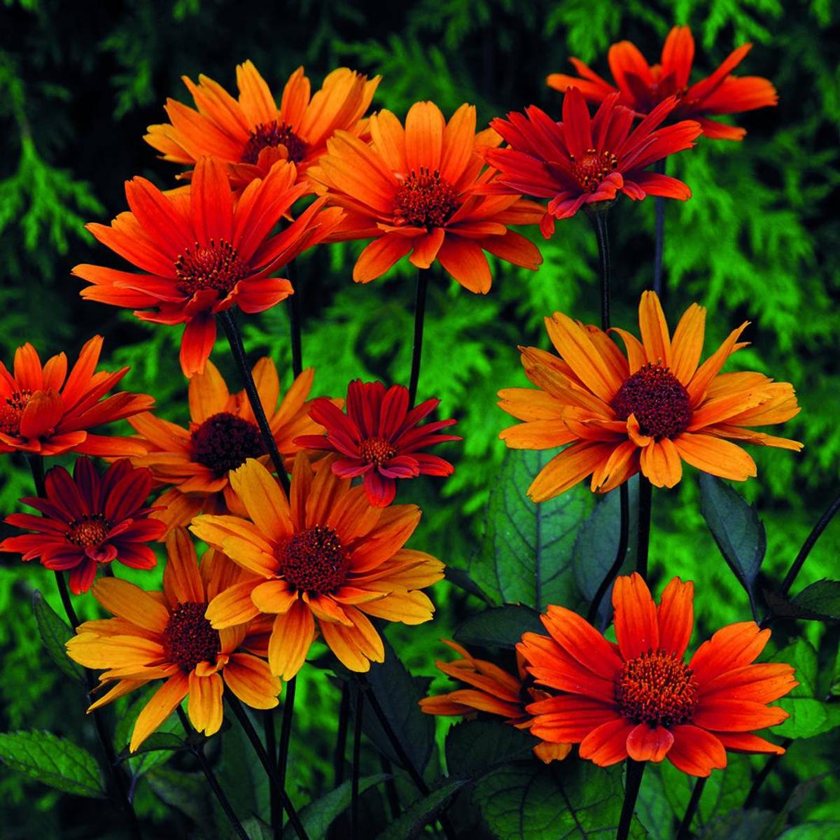 Heliopsis Helianthoides Bleeding Hearts Fr Rusol ye Stort Utvalg 