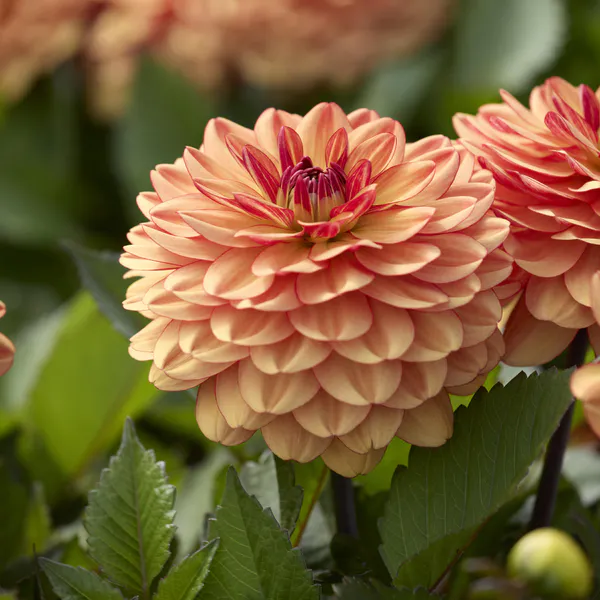 Hovedbilde Dahlia Go Go Orange - 1 knoll
