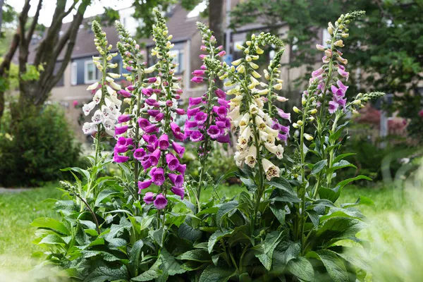 Hovedbilde Digitalis purpurea Dottis Mix. Revebjelle -Frø-