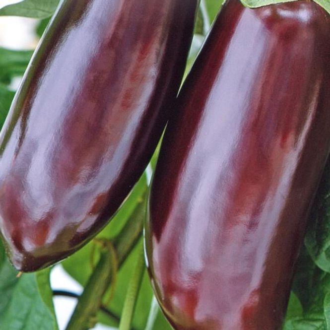 Hovedbilde Aubergine Violetta lunga 2 -Frø-