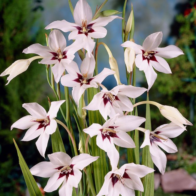 Hovedbilde Acidanthera  Bicolour Murielae  Duftlilje - 10 ...