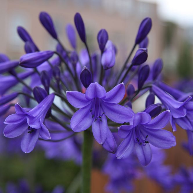 Hovedbilde Agapanthus africanus Peter Pan - 1 rot