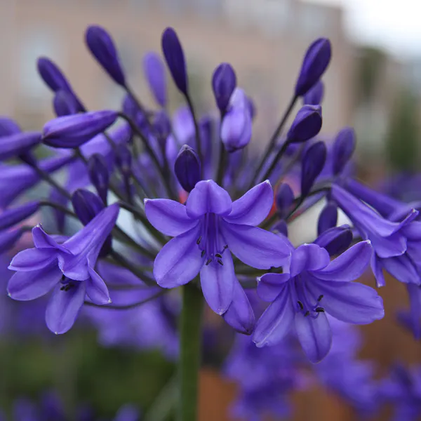 Hovedbilde Agapanthus africanus Peter Pan - 1 rot