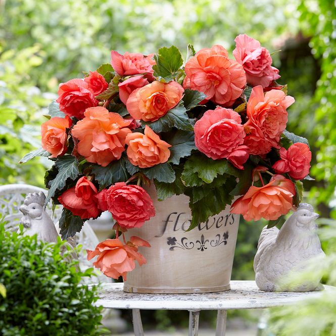 Hovedbilde Begonia Cascade odorosa Sweet Pink - 3 knoller