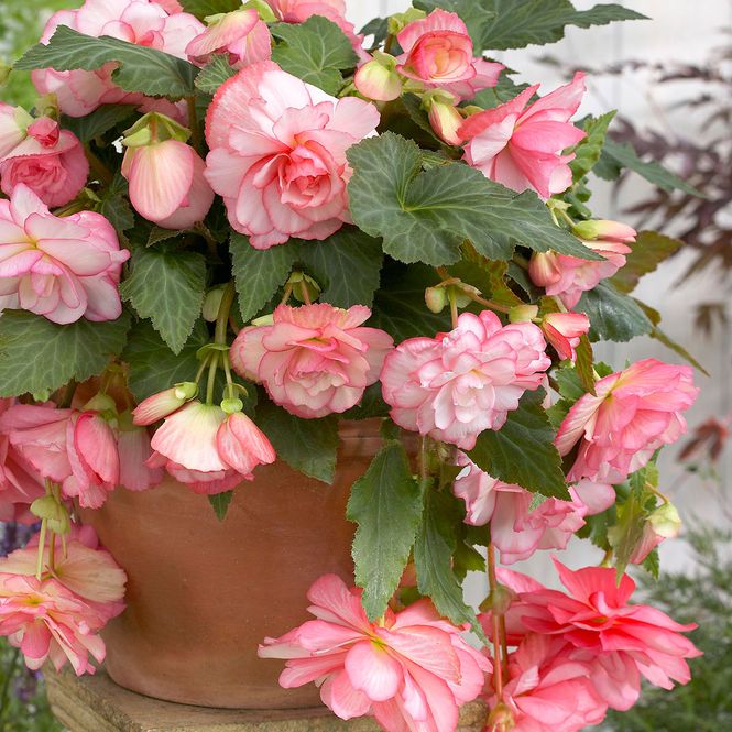 Hovedbilde Begonia Cascade Florence - 3 knoller