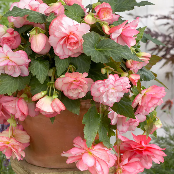 Hovedbilde Begonia Cascade Florence - 3 knoller