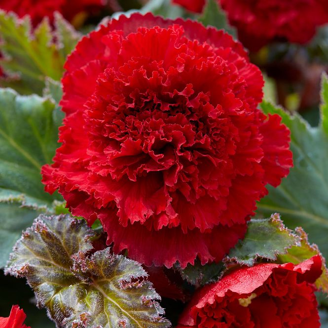 Hovedbilde Begonia Fimbriata Red, rød - 3 knoller