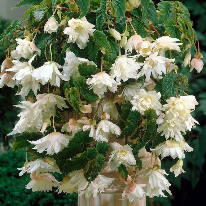 Hovedbilde Begonia Pendula Hvit - 3 knoller