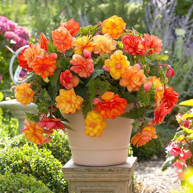 Hovedbilde Begonia Golden Balcony - 3 knoller