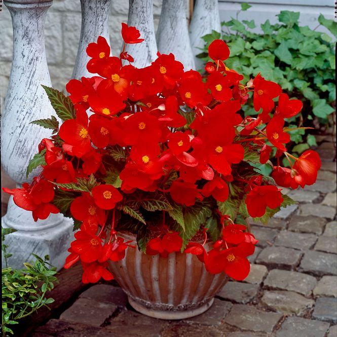 Hovedbilde Begonia - Bertini Compacta red - 5 knoller