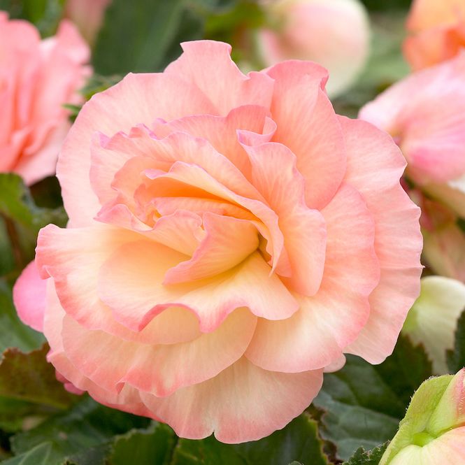 Hovedbilde Begonia Picotee laksefarget. Storblomstret - 3 ...