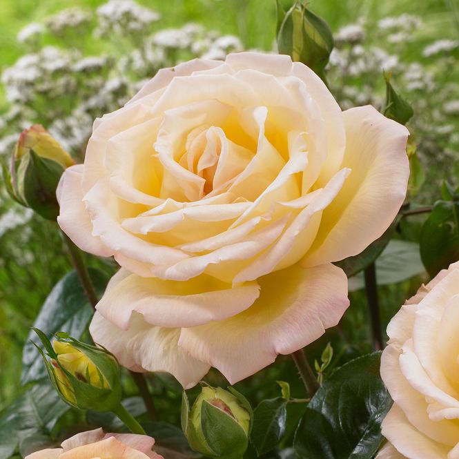 Hovedbilde Rose Peace. Stilkrose