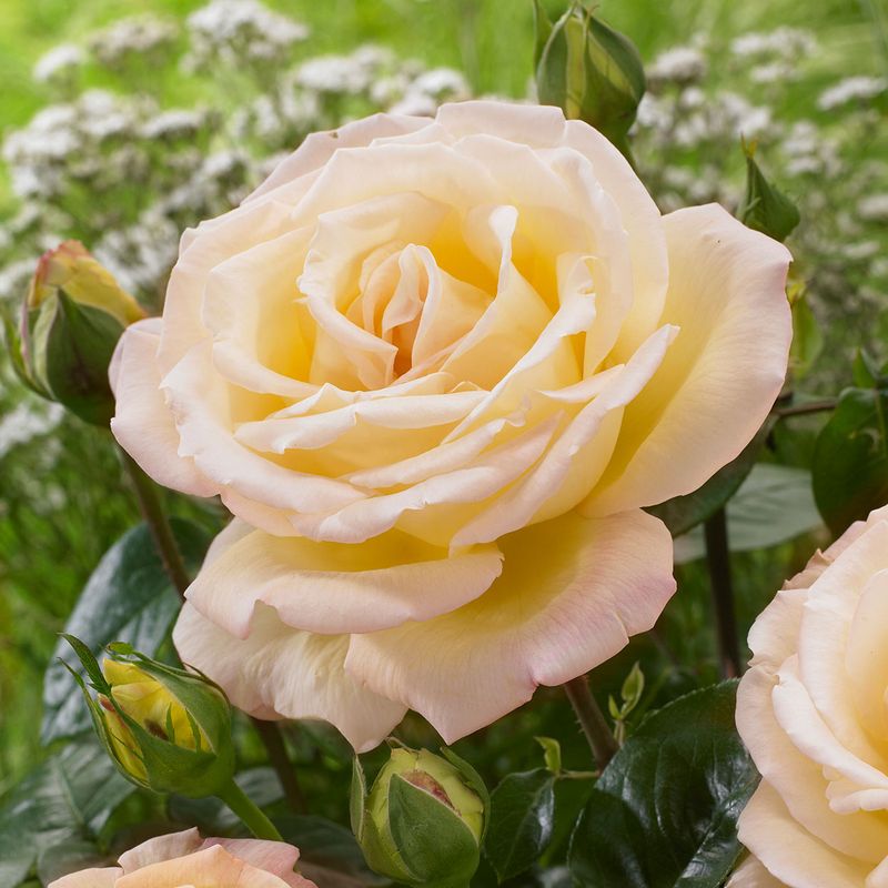 Rose Peace. Stilkrose