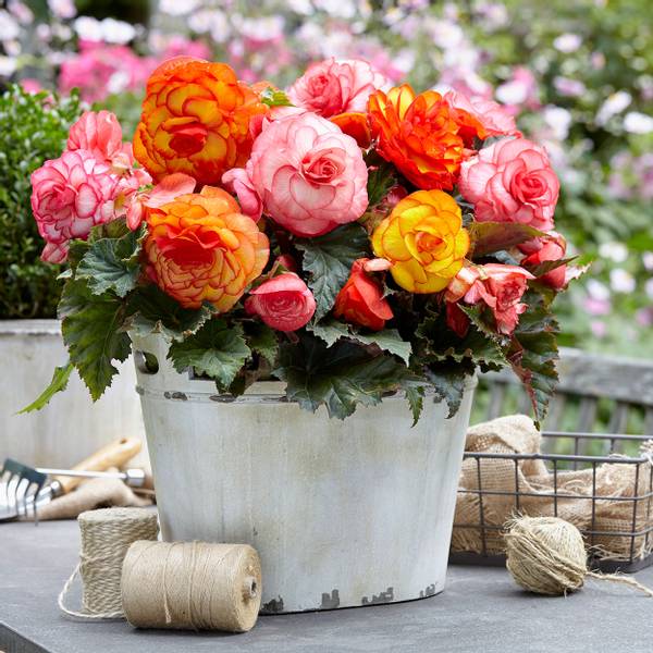 Bilde av BEGONIA PICOTEE mix - 5 knoller