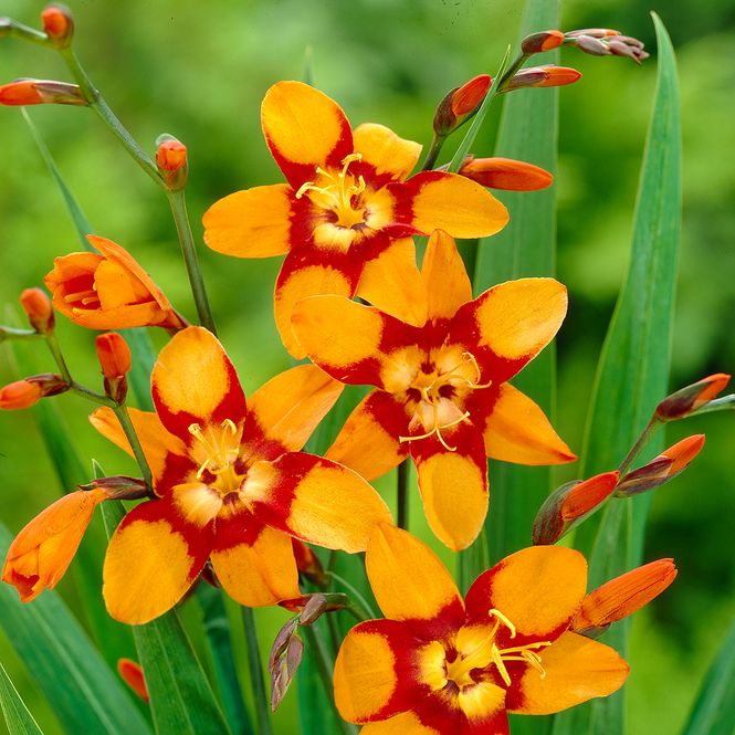 Hovedbilde Montbretia Emily Mc Kenzie - 5 løk