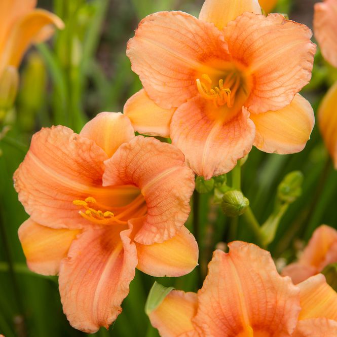 Hovedbilde Hemerocallis Pink Wing. Daglilje - 1 rot