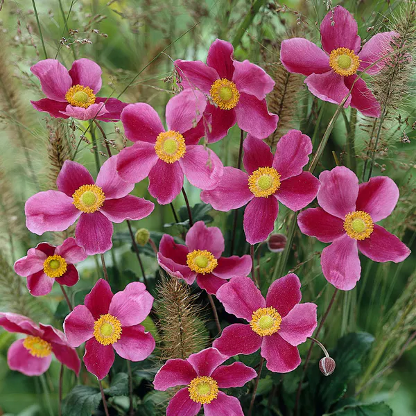 Hovedbilde Anemone September Charm  Høstanemone - 1 rot