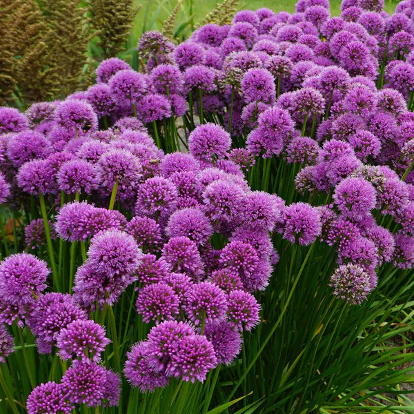 Hovedbilde Allium Millenium - 1 rot
