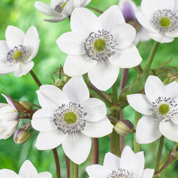 Hovedbilde Anemone leveillei - 1 rot