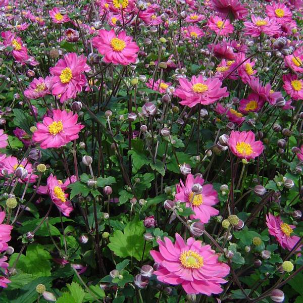 Bilde av ANEMONE Prinz Heinrich. Høstanemone - 1 rot