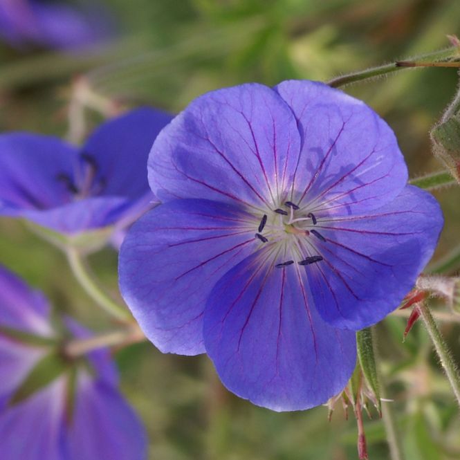 Hovedbilde Geranium Brookside. Storkenebb -  1 rot