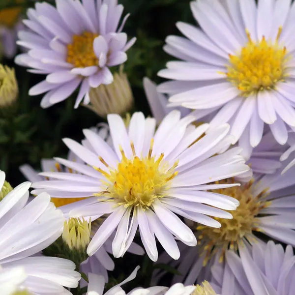 Hovedbilde Aster Dumosus Apollo. Asters - 1 rot