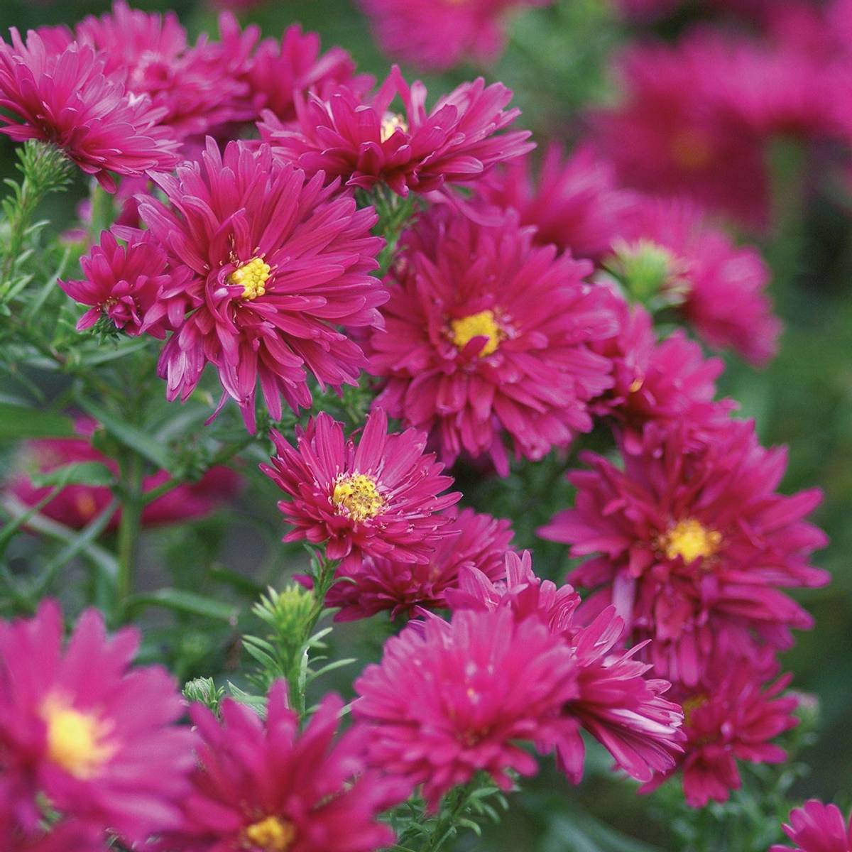 Aster novi-belgii Royal Ruby. Asters - 1 rot
