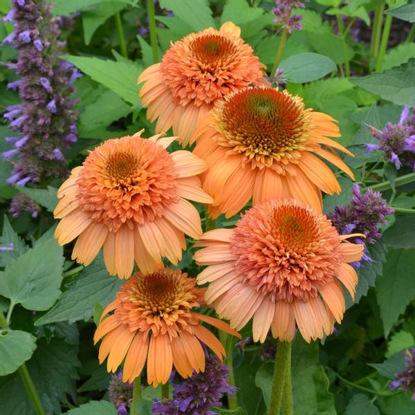 Bilde av ECHINACEA purpurea Supreme Cantaloupe.