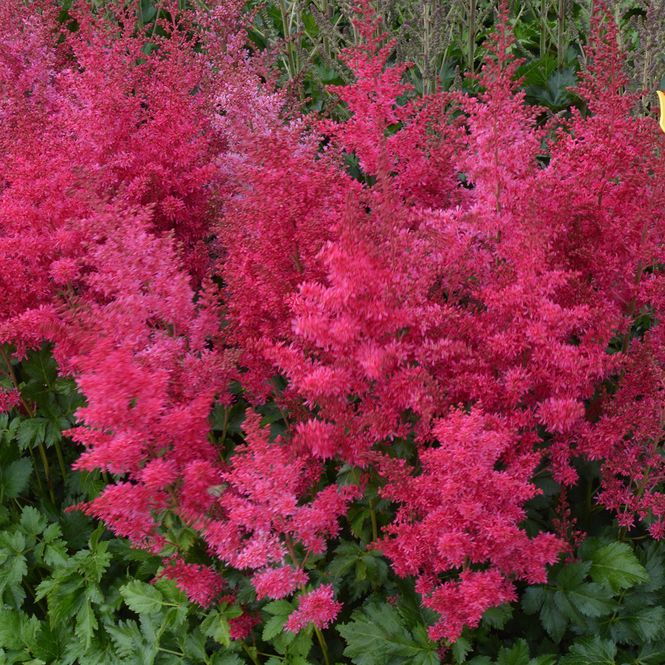 Hovedbilde Astilbe Heavy Metal - 1 rot