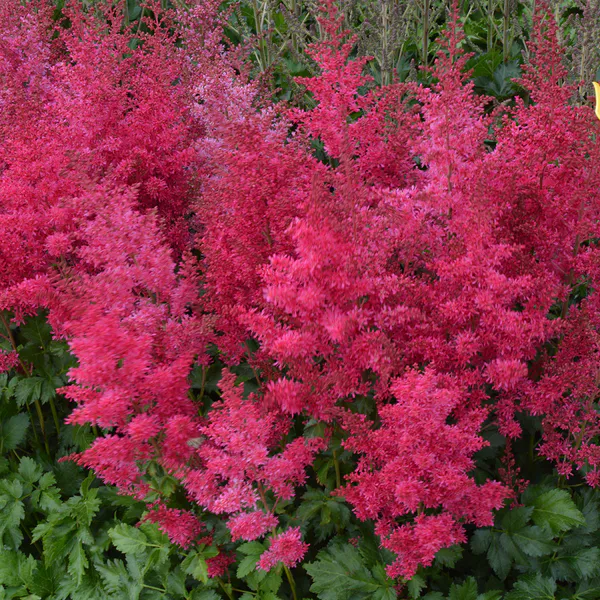 Hovedbilde Astilbe Heavy Metal - 1 rot