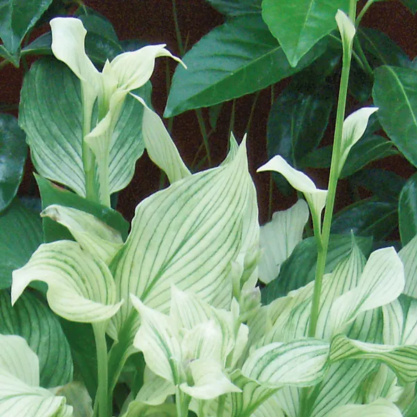 Hovedbilde Hosta  White Feathers - 1 rot