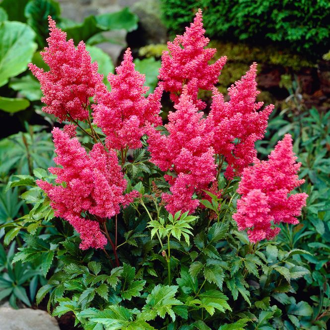 Hovedbilde Astilbe Darwins Dream - 1 rot