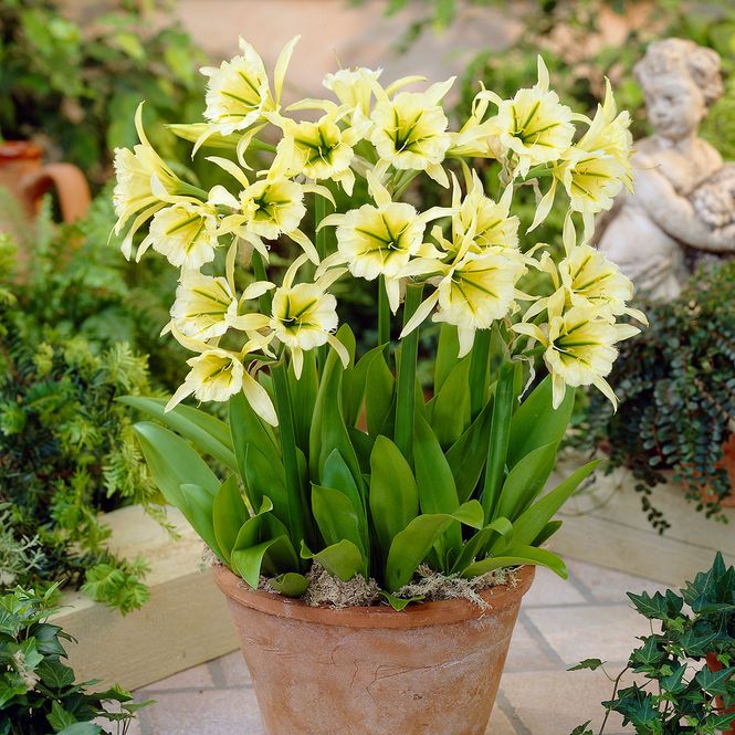 Hovedbilde Hymenocallis Sulphur Queen - 1 løk