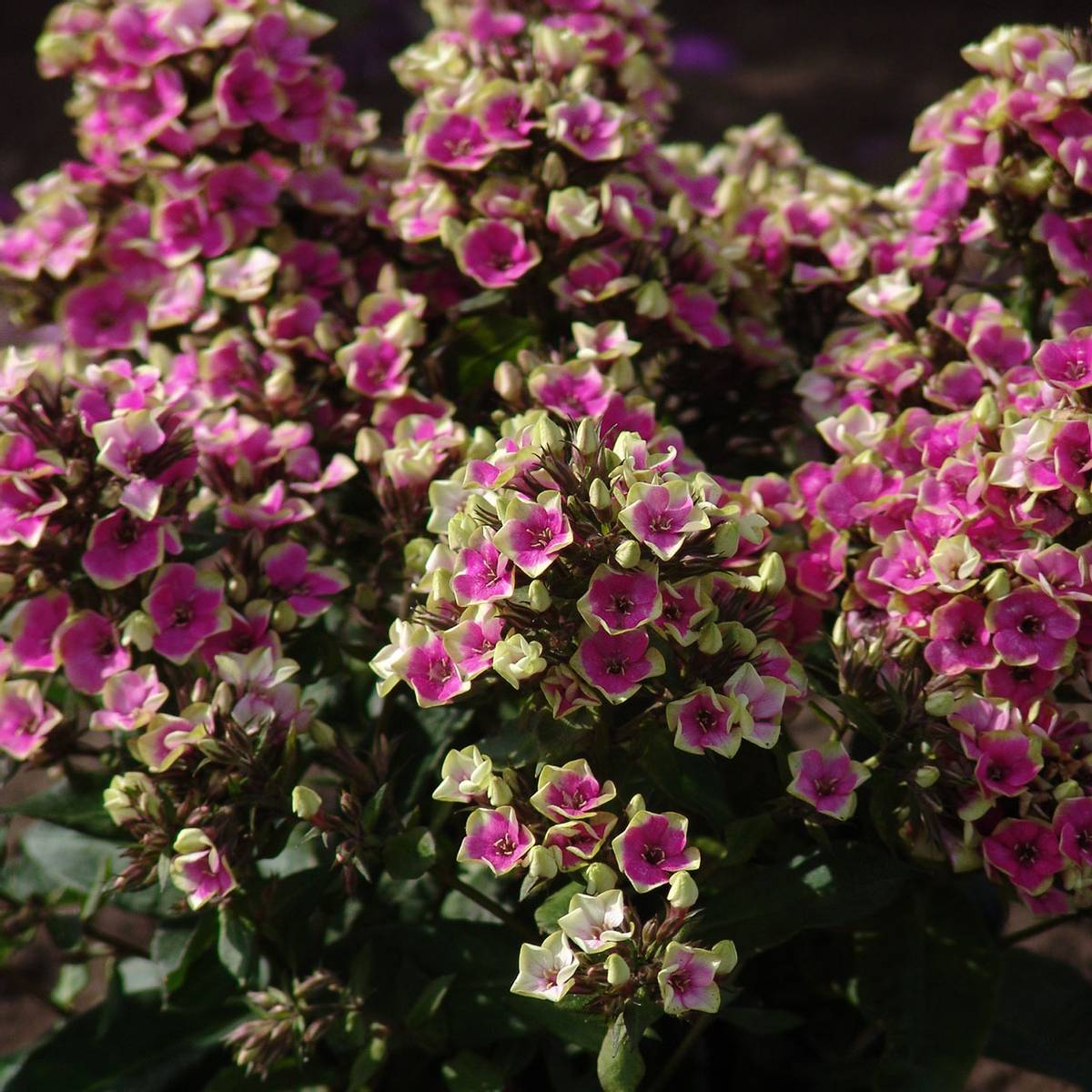 Phlox paniculata Aureole. Høstfloks - 1 rot