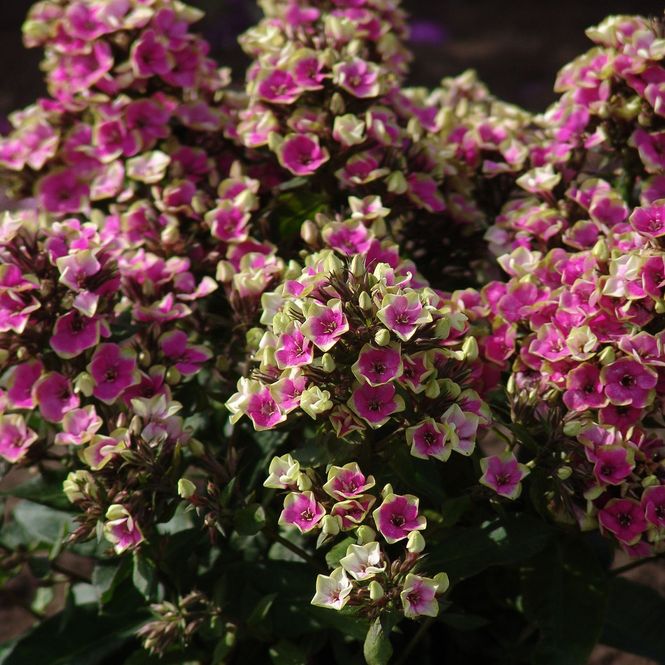 Hovedbilde Phlox paniculata Aureole. Høstfloks - 1 rot