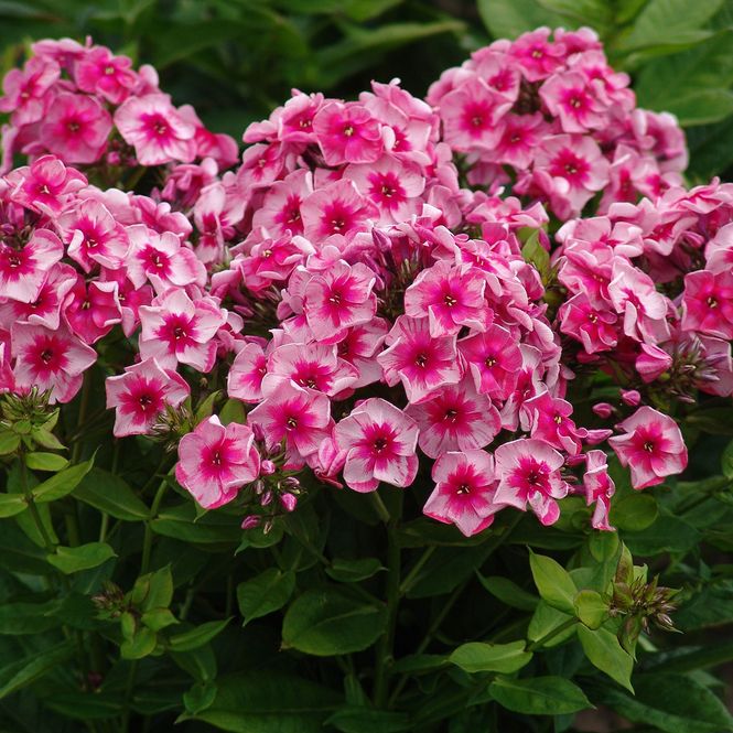 Hovedbilde Phlox Stars and Stripes Høstfloks - 1 rot