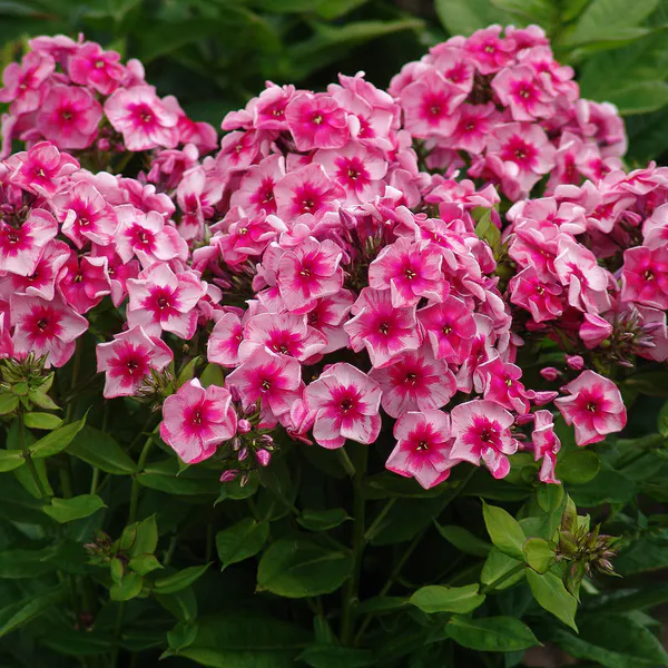 Hovedbilde Phlox Stars and Stripes Høstfloks - 1 rot