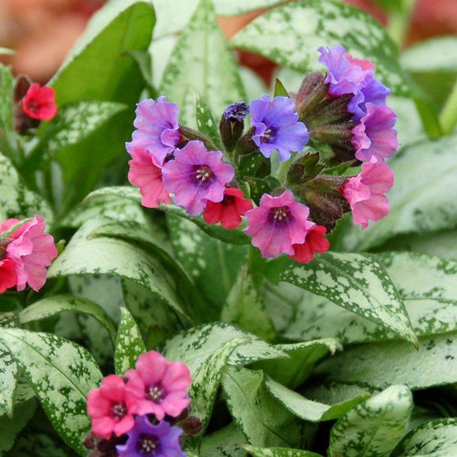 Hovedbilde Pulmonaria Silver Bouquet  Lungeurt - 1 rot