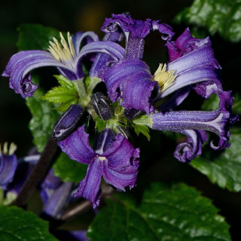 Clematis China Purple. Klematis - 1 rot