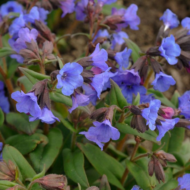 Hovedbilde Pulmonaria  Blue Ensign  Lungeurt - 1 rot