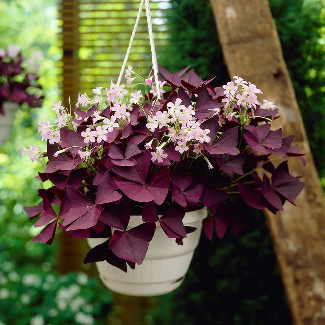 Hovedbilde Oxalis triangularis Mijke - 5 knoller