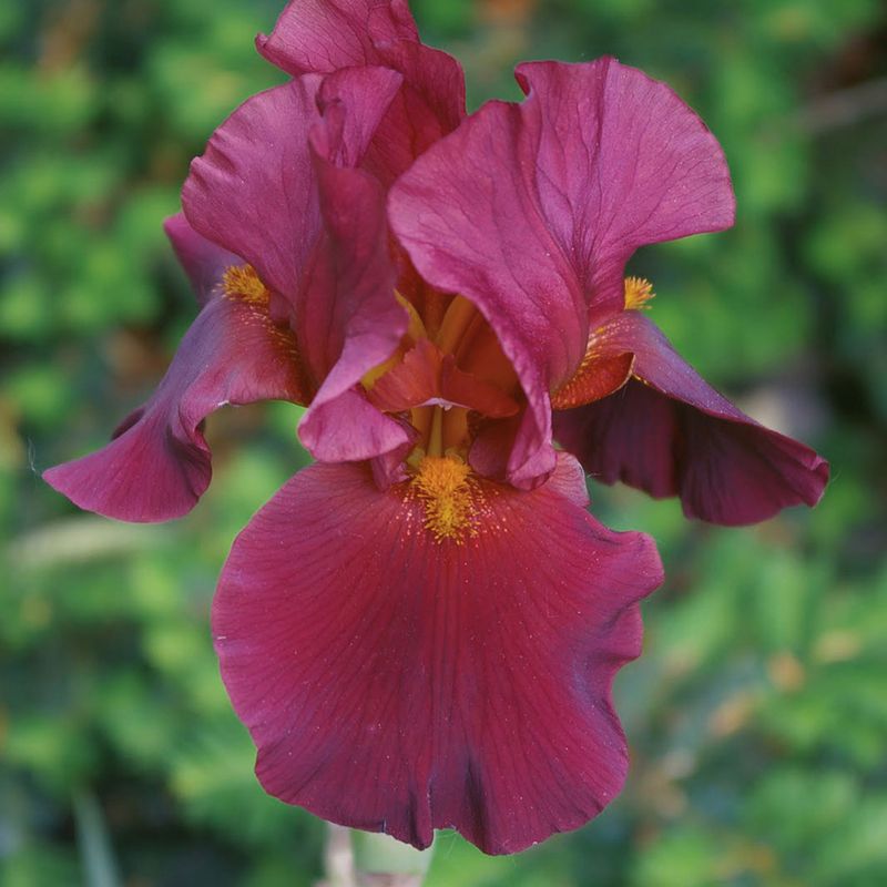 Iris germanica War Chief 1 rot