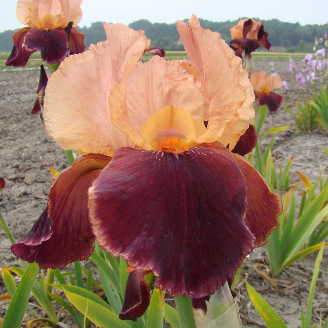 Hovedbilde Iris germanica  Cimarron Strip - 1 rot