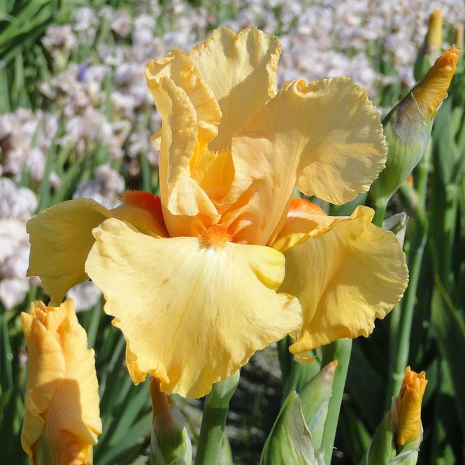 Hovedbilde Iris germanica Orange Chariot. Hageiris - 1 rot